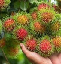 Chôm chôm của FruitShare