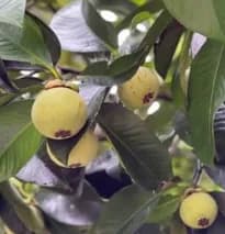 Vườn măng cụt