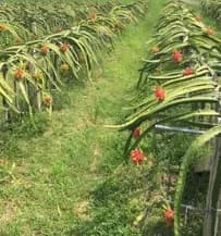 Phát triển vùng trồng