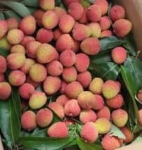 Vải của FruitShare